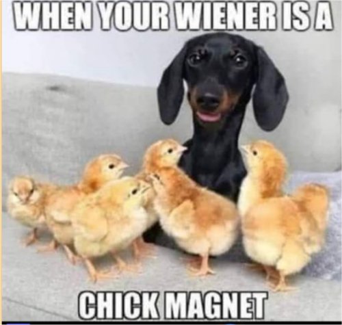 17355_weiner%20chick%20magnet%20majorgeeks.jpg