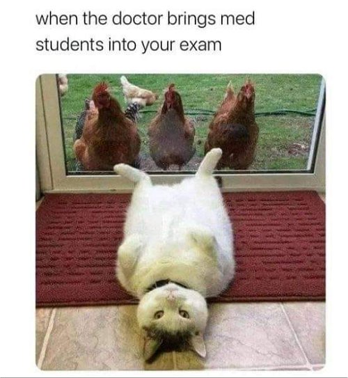 18639_caturday%20med%20majorgeeks.jpg