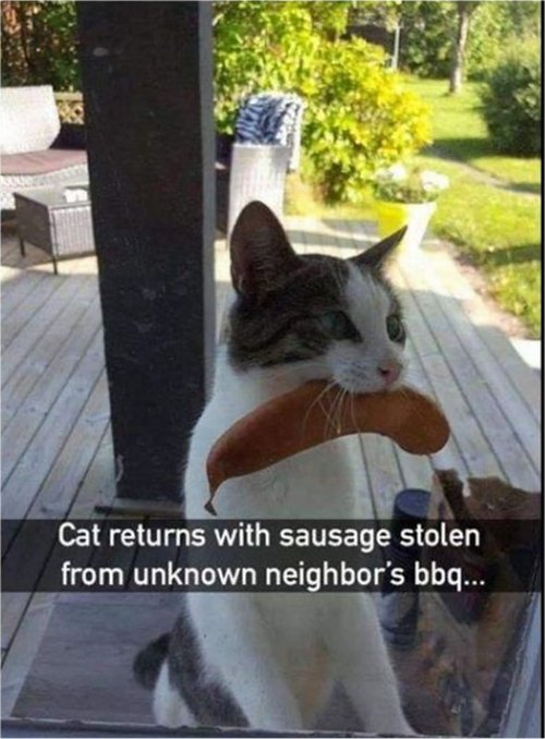 18282_bbq%20caturday%20majorgeeks.jpg