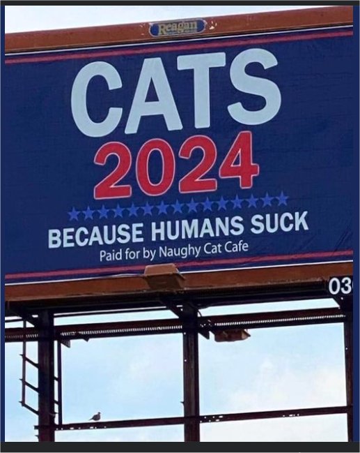 18711_vote%202024%20caturday%20majorgeeks.jpg