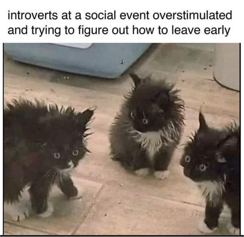19832_caturday%20introverts%20majorgeeks.jpg