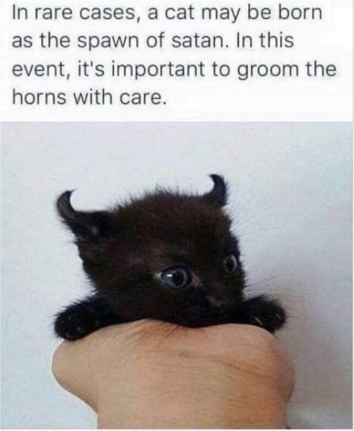 13280_caturday%20evil%20majorgeeks.jpg