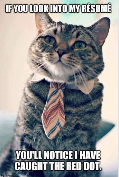 14569_cv%20caturdaymajorgeeks.jpg