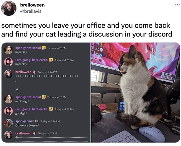 19639_discord%20caturday%20majorgeeks.jpg