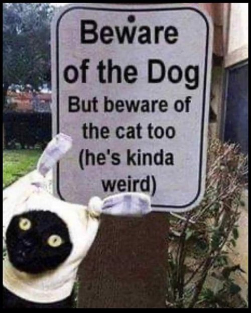 18761_caturday%20beware%20majorgeeks.jpg
