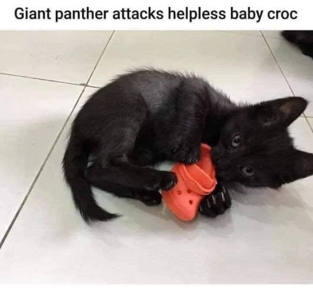 14383_when%20panthers%20attack.jpg