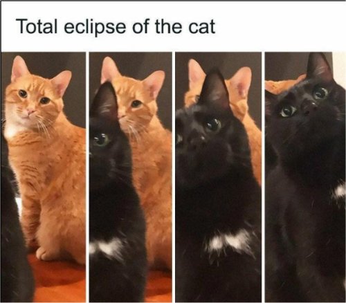 19390_caturday%20eclipse%20majorgeeks.jpg