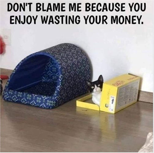 14724_caturday%20blame%20majorgeeks.jpg