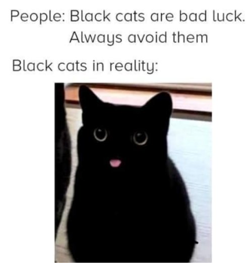 14882_black%20%20caturday%20majorgeeks.jpg