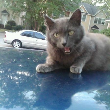 nyanko.jpg