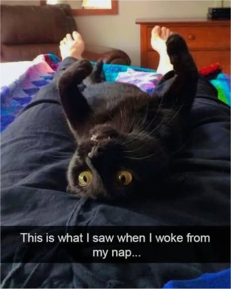 20773_woke%20up%20caturdaymajorgeeks.jpg