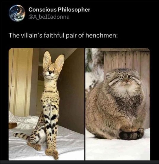 20129_caturday%20henchmen%20majorgeeks.jpg