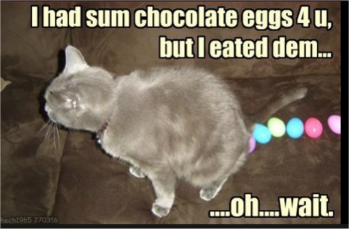 19353_caturday%20majorgeeks2.jpg