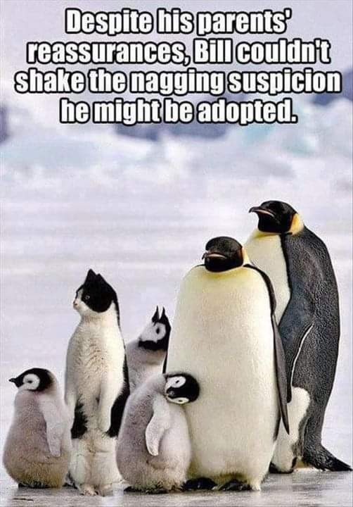 18422_adopt.jpg