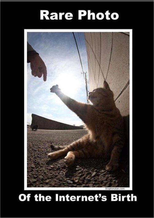 18568_birth%20caturday%20majorgeeks.jpg