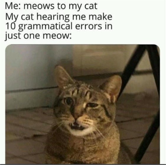 14939_caturday!%20majorgeeks.jpg