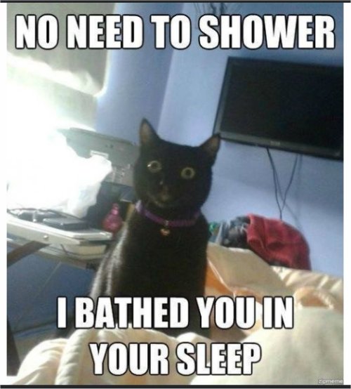 15006_sleep%20caturday%20majorgeeks.jpg