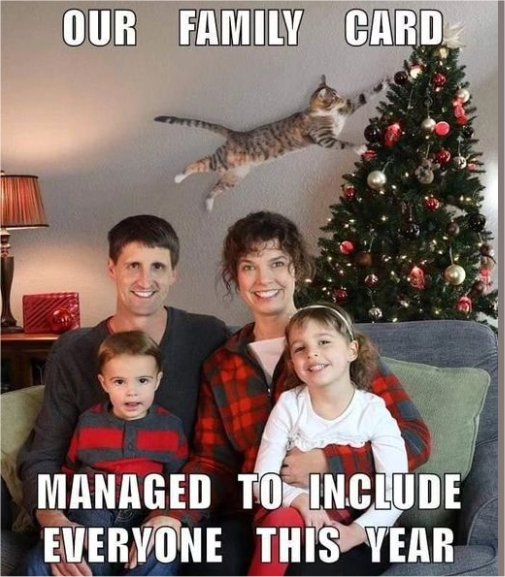 18975_caturday%20card%20majorgeeks.jpg