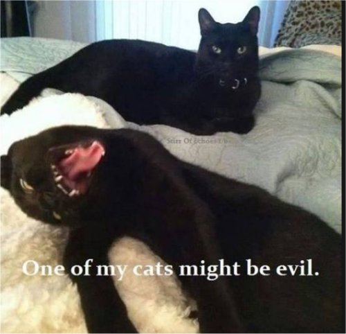15030_caturday%20majorgeeks.jpg