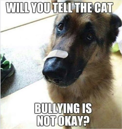 12399_cat%20dog%20majorgeeks.jpg