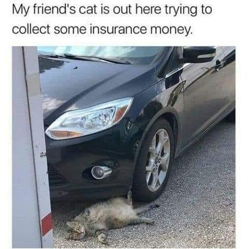 18666_fraud%20caturday%20majorgeeks.jpg