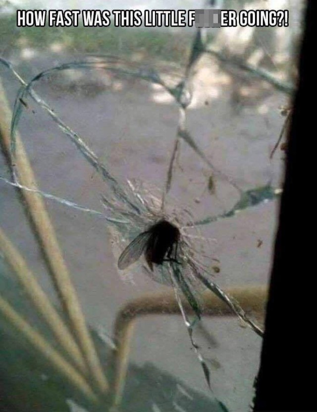 12687_superfly.jpg