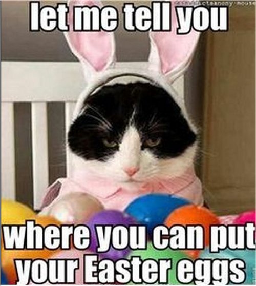 15571_caturday%20eggs%20majorgeeks.jpg
