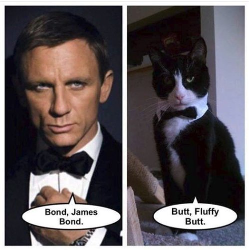 13108_double%20o%20caturday%20majorgeeks3.jpg