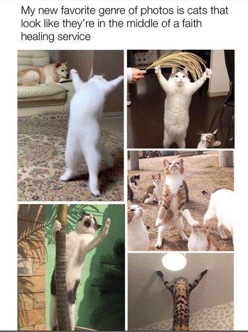 18356_faith%20caturday%20majorgeeks.jpg