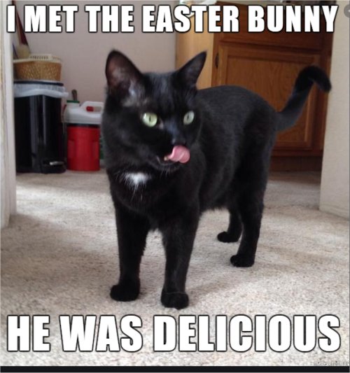 15572_easter%20caturday%20majorgeeks.jpg