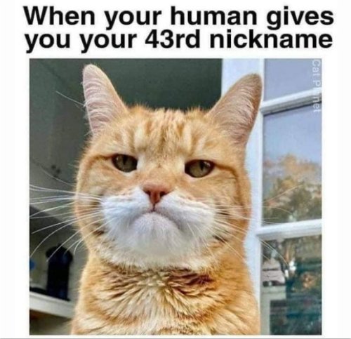 20152_nickname%20caturday%20majorgeeks.jpg