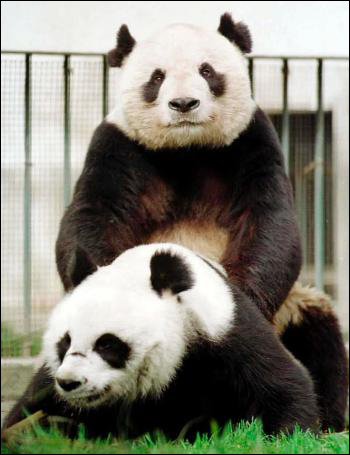 panda_sex_1.jpg