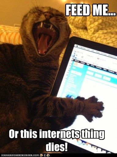 72cb5a66e40f26e060cc9849ebf4f599--i-love-cats-crazy-cats.jpg