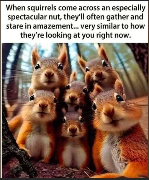 19074_squirrel%20nuts%20majorgeeks.jpg