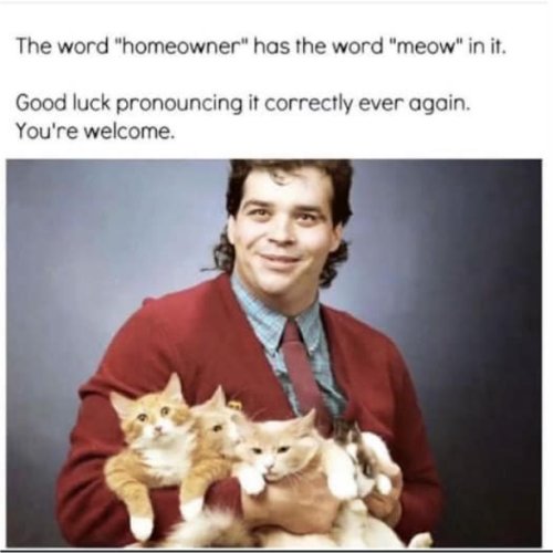 15919_homeowner%20caturday%20majorgeeks.jpg