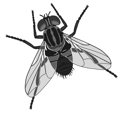 US-FLY.jpg