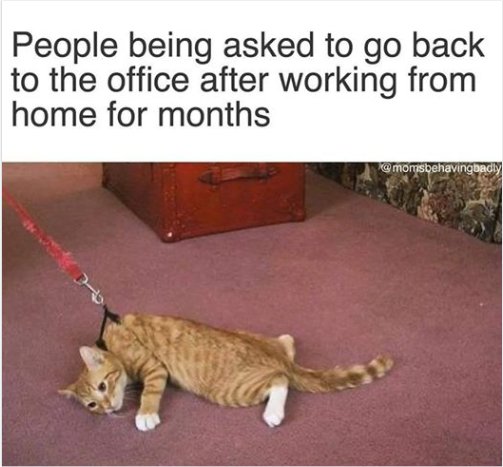 14282_back%20to%20work%20caturday%20majorgeeks.jpg