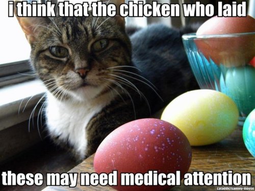 19359_caturday%20majorgeeks8.jpg