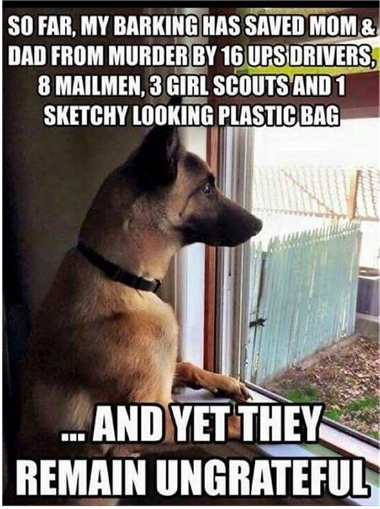 9449_barky.jpg