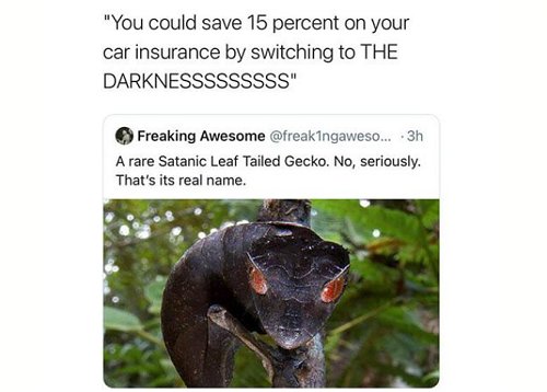 14893_gecko%20majorgeeks.jpg