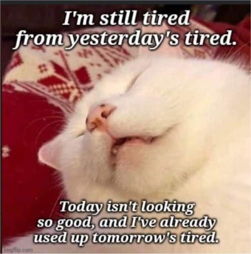 17975_tired%20caturday%20majorgeeks.jpg