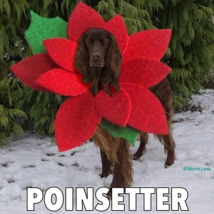 20276_poin-setter.jpg