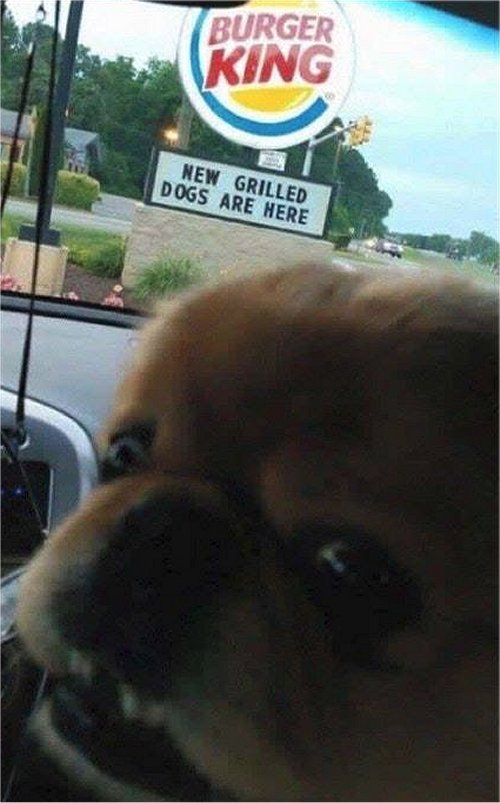 10510_dog.jpg