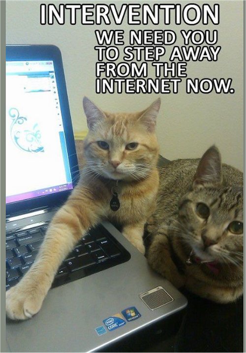 18026_caturday%20intervention%20majorgeeks.jpg