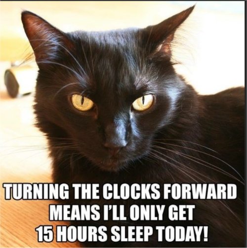 19281_caturday%20ahead%20majorgeeks.jpg