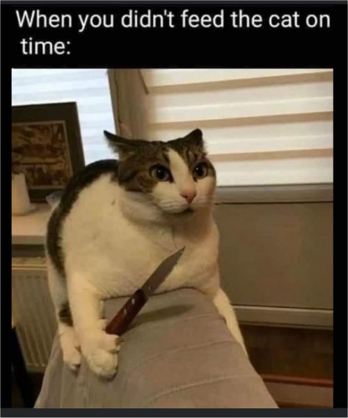 19361_caturday%20feeding%20time%20majorgeeks.jpg