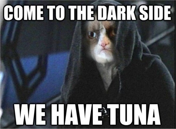 19496_may%204%20caturday%20majorgeeks2.jpg