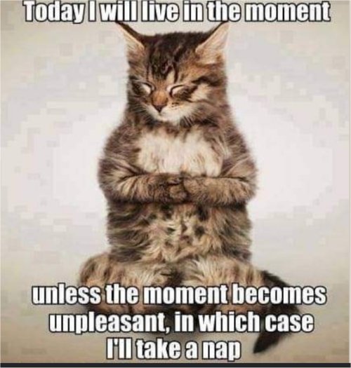 17447_stoic%20caturday%20philosophy%20majorgeeks.jpg
