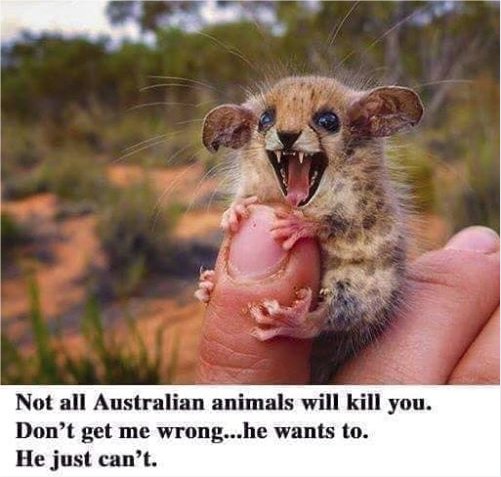12438_aussie%20majorgeeks.jpg