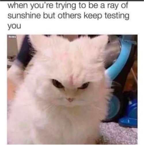 19360_ray%20of%20caturday%20majorgeeks.jpg